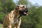 BOERBULL 023